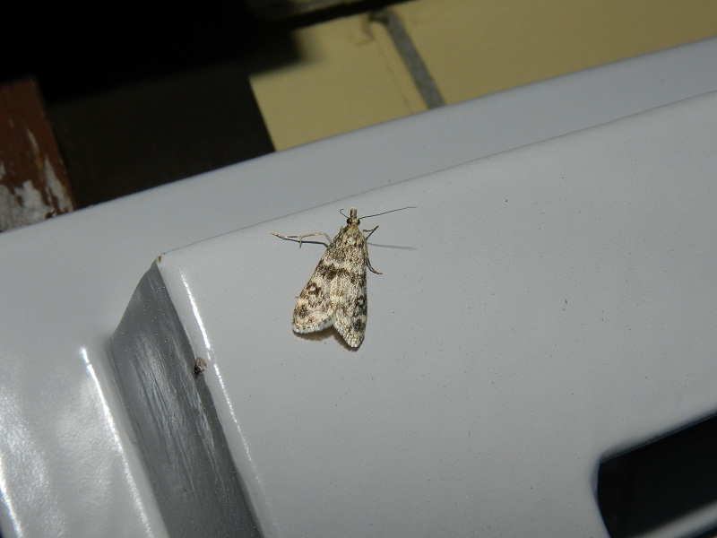 ID farfalla notturna montana